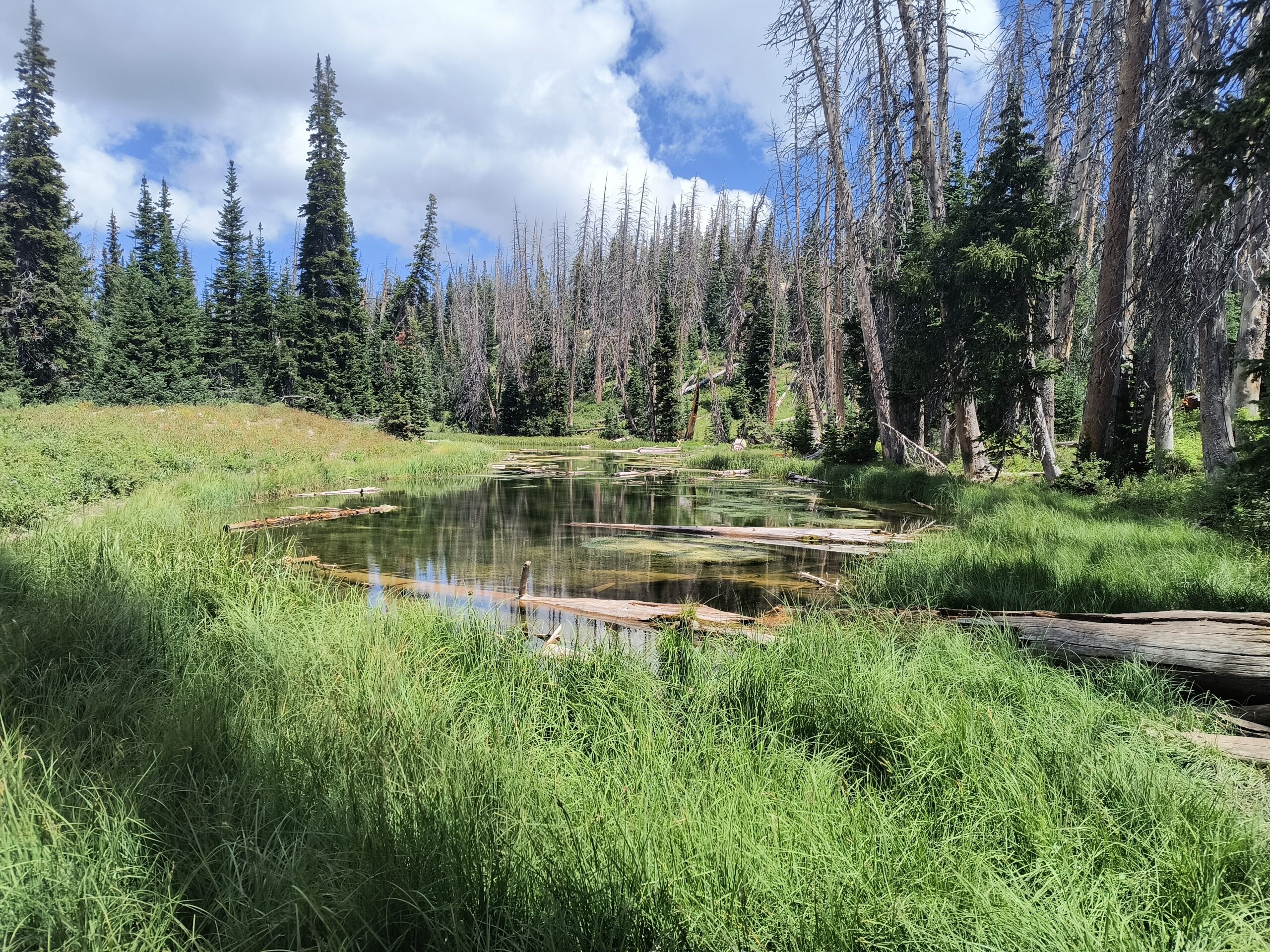 Cedar Breaks Alpine Loop Trail